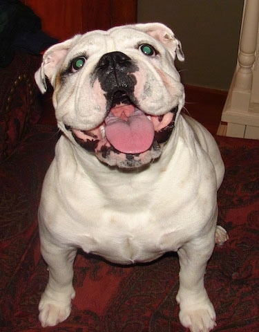 Close Up - The front left side of a white English Bulldog that is sitting on a couch, its head is slightly tilted to the left, its mouth is open and its tongue is out.